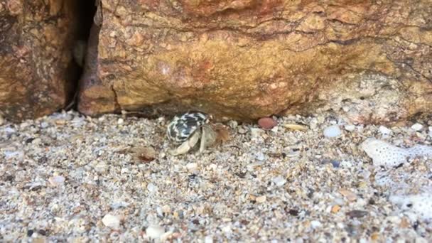 Vista Perto Pequeno Caranguejo Eremita Com Concha Rastejando Praia Areia — Vídeo de Stock