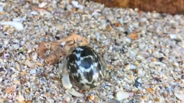 小寄居蟹的特写镜头视图与贝壳爬行在沙滩上 — 图库视频影像