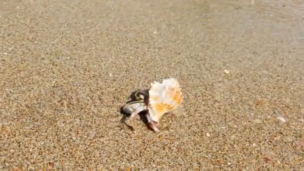 Kleiner Einsiedlerkrebs Mit Schöner Muschel Kriecht Sandstrand Zum Meer — Stockvideo