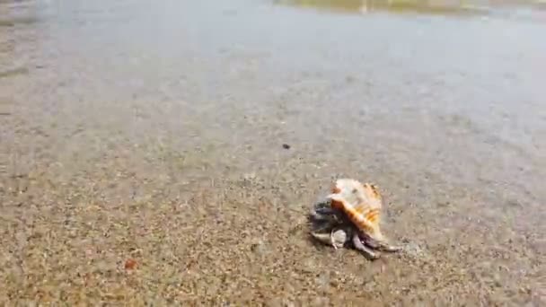 Pequeño Cangrejo Ermitaño Con Hermosa Concha Arrastrándose Playa Arena Mar — Vídeos de Stock