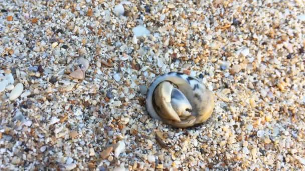 Küçük Yalnızcıl Yengeç Shell Kum Plajı Üzerinde Tarama Ile Görünümünü — Stok video