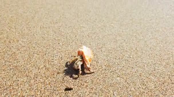 美しいシェル海に砂浜の上でクロールと小さなヤドカリ — ストック動画