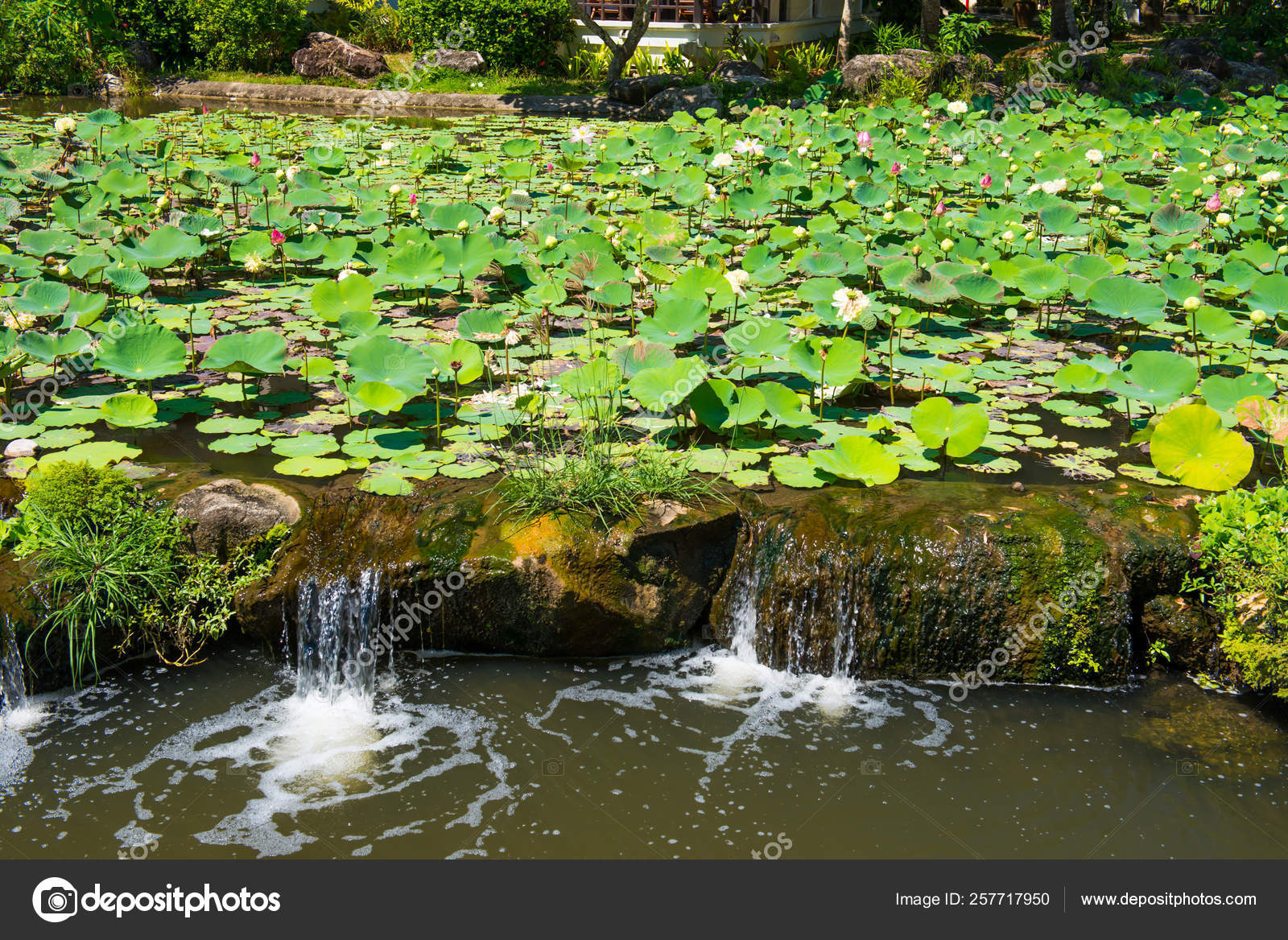 Hermoso Estanque Verde Con Flores Loto Lirios Agua Cascada: fotografía de  stock © dovapi #257717950 | Depositphotos