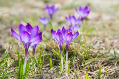 Alan bahar violet ile çiğdemler yumuşak arka plan ile çiçekler