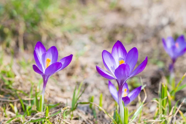 Field Spring Violet Flowers Crocuses Soft Background — Stock Photo, Image