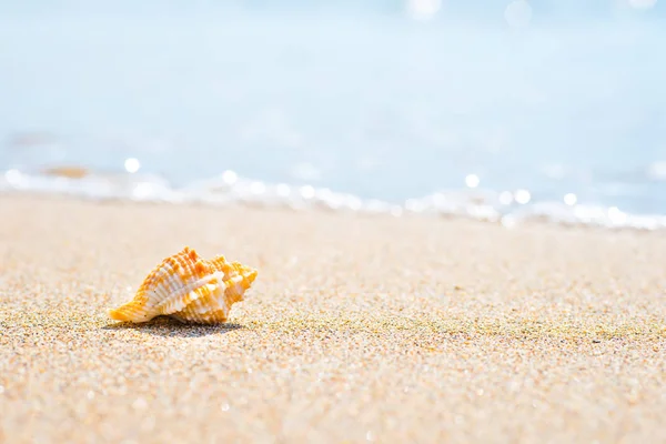 Macro Colpo Bella Conchiglia Sulla Spiaggia Sabbia Mare Può Essere — Foto Stock