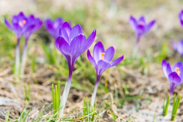 Fältet Med Våren Violett Blommor Krokusar Med Mjuk Bakgrund — Stockfoto