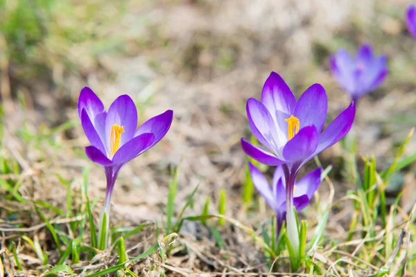 Поле Весняно Фіолетовими Квітами Крокуси Яким Фоном — стокове фото
