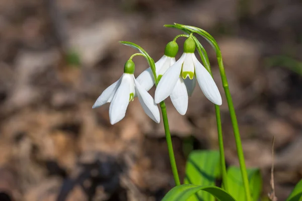 White Spring Flowers Snowdrops Forest — Stock Photo, Image
