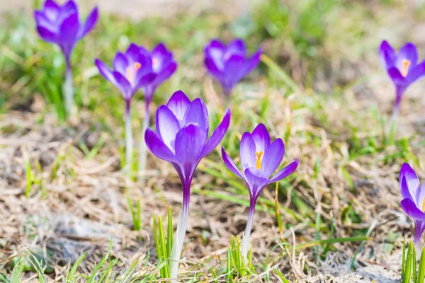 Поле Весняно Фіолетовими Квітами Крокуси Яким Фоном — стокове фото