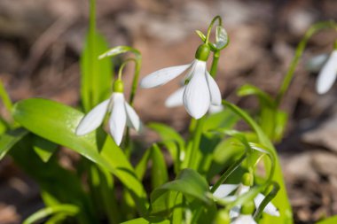 Ormanda beyaz bahar çiçekleri var.