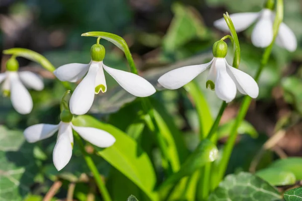 White Spring Flowers Snowdrops Forest — Stock Photo, Image