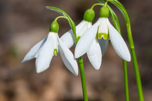 White Spring Flowers Snowdrops Forest Macro Shot — Stock Photo, Image