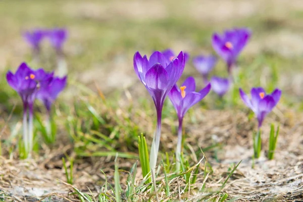 Fältet Med Våren Violett Blommor Krokusar Med Mjuk Bakgrund — Stockfoto