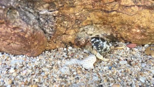 Nahaufnahme Einer Kleinen Einsiedlerkrebse Mit Muschel Die Sandstrand Kriecht — Stockvideo