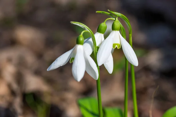 White Spring Flowers Snowdrops Forest Macro Shot — Stock Photo, Image