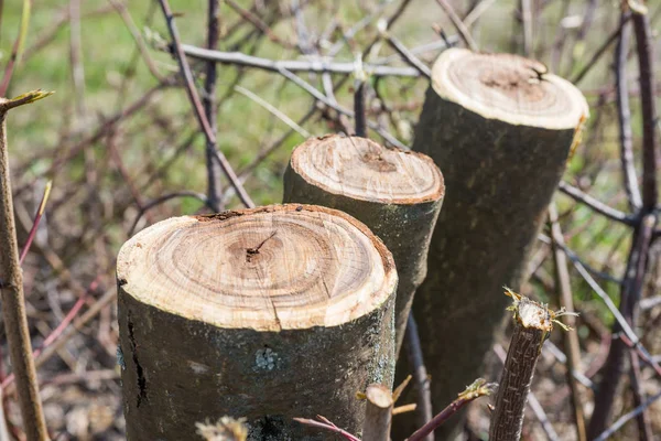 Kmeny Řezu Zdobené Stromy Jaře — Stock fotografie