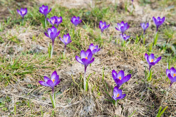Поле Весенними Фиолетовыми Цветами Крокусы Мягком Фоне — стоковое фото