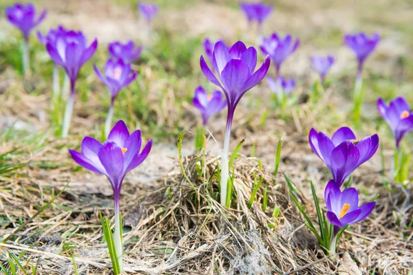 Fältet Med Våren Violett Blommor Krokusar Med Mjuk Bakgrund — Stockfoto