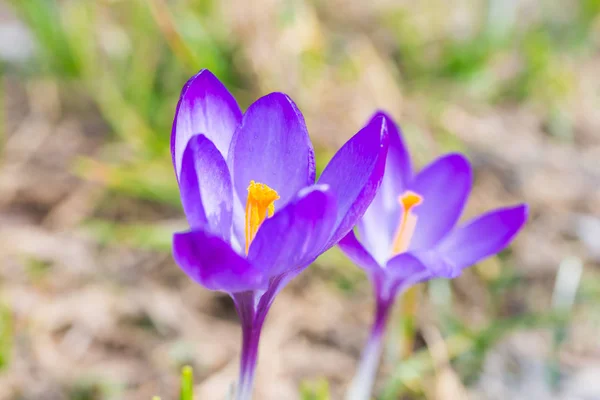 Makro Skott Våren Violetta Blommor Krokusar Med Mjuk Bakgrund — Stockfoto