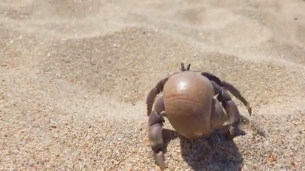 Imagens Close Caranguejo Eremita Grande Com Concha Rastejando Praia Areia — Vídeo de Stock