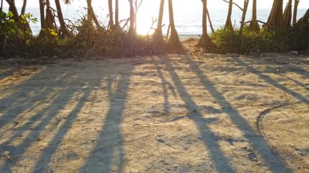 Palmeiras Com Longas Sombras Pôr Sol Sobre Praia Tropical Mar — Vídeo de Stock