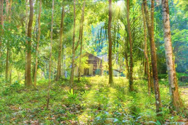 Tropikal orman ormanları arasında evin görünümü