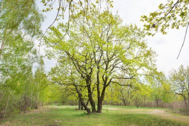 Meşe ağaçları ile yeşil park