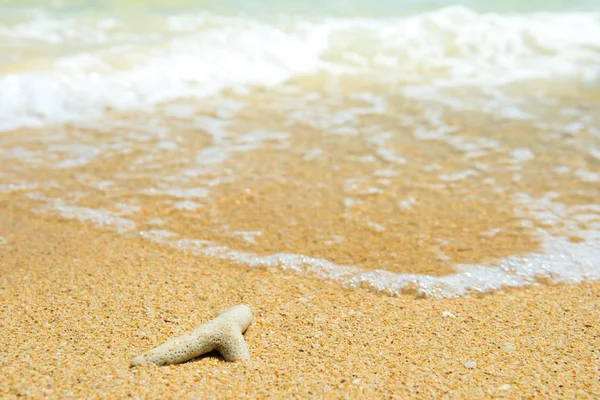 夏の休暇の背景としてビーチでのサンゴのクローズアップビュー — ストック写真