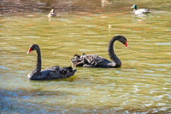 Pareja de cisnes negros y patos nadando en estanque —  Fotos de Stock