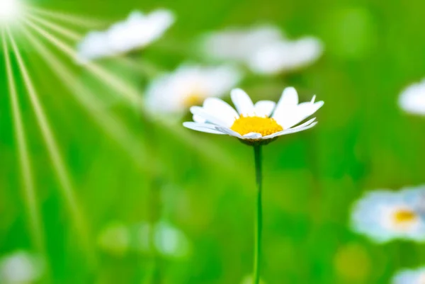 Camomile on field with green grass — Stock Photo, Image