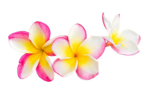 Pink and yellow plumeria flowers — Stock Photo, Image