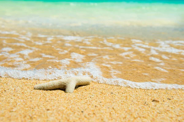 Vista da vicino del corallo sulla spiaggia come sfondo per le vacanze estive — Foto Stock
