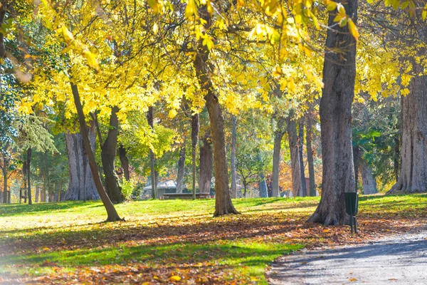 明るい晴れた日の秋の公園 — ストック写真