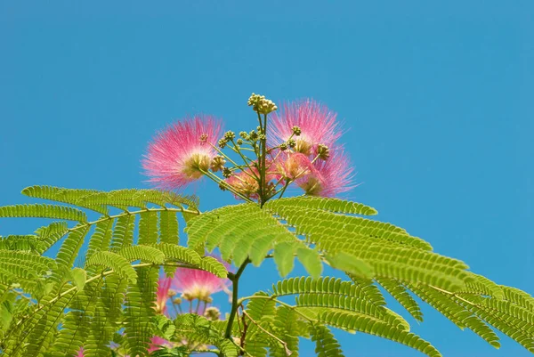 Květy akátu (albizzia Pinnata) — Stock fotografie