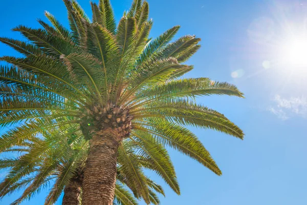 Palmbomen op blauwe lucht achtergrond — Stockfoto