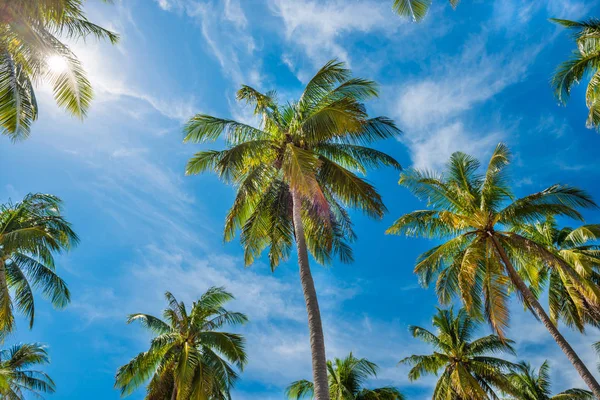 Palmen auf blauem Himmel Hintergrund — Stockfoto