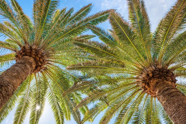 Пальмы на голубом фоне неба — стоковое фото