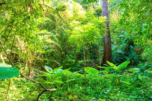 Paisaje de selva tropical — Foto de Stock