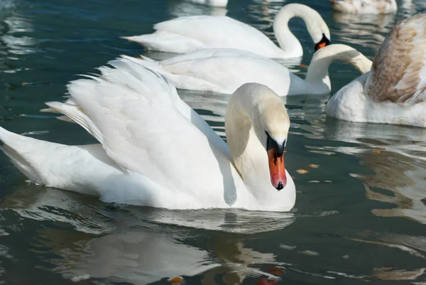 Cisnes en el lago — Foto de Stock