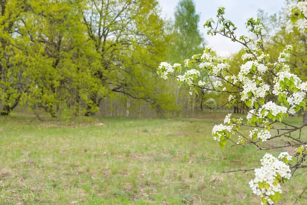 Větev hruškového stromu s květinami — Stock fotografie