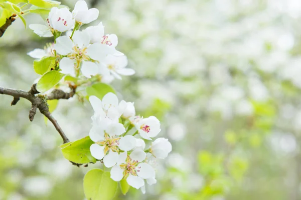 Päronträd i vita blommor — Stockfoto