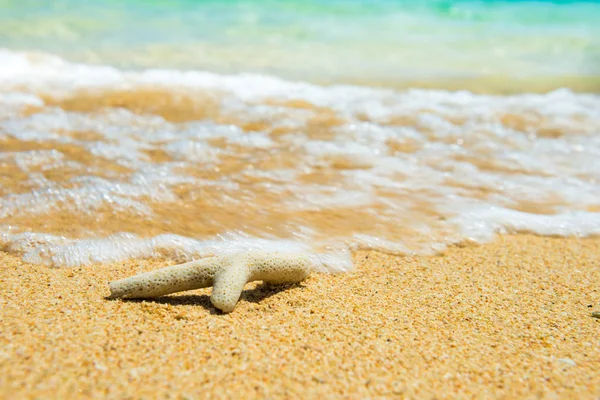 Yaz tatili arka planı olarak sahildeki mercanların yakın görüntüsü — Stok fotoğraf