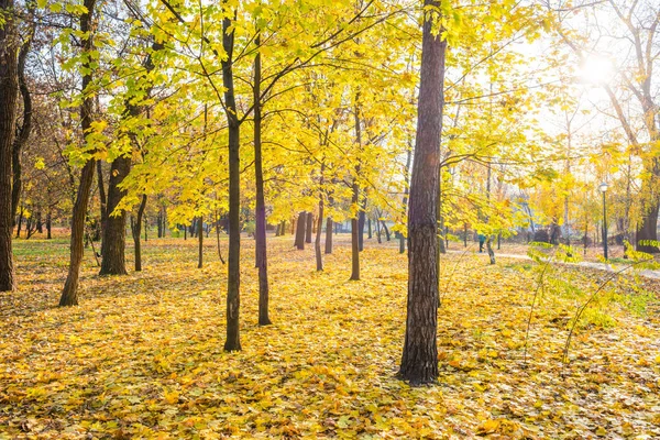 Gelbe Ahornbäume im Stadtpark — Stockfoto