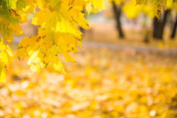 Gałąź z liści klonu na tle jesiennego parku — Zdjęcie stockowe