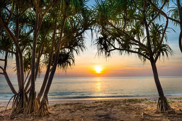 Sunset at tropical beach with palms — Stock Photo, Image