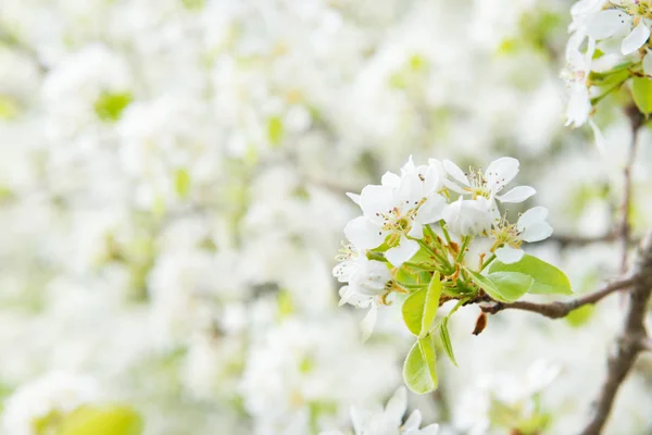 Birnbaum in weißen Blüten — Stockfoto