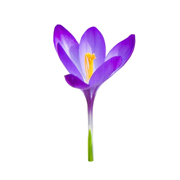 Crocus fleur violette printemps — Photo