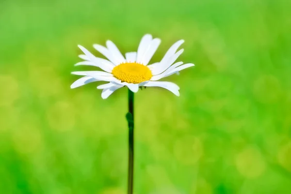 Letní krajina s Daisy — Stock fotografie