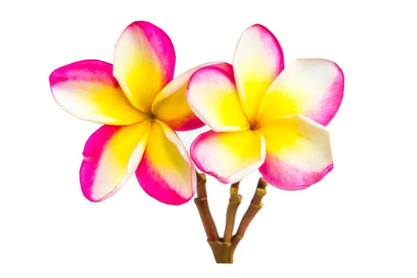 Frangipani bloemen geïsoleerd op witte achtergrond — Stockfoto